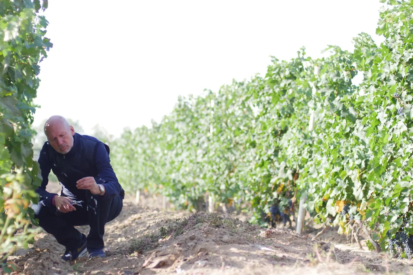 Lenz M. Moser crouching between rows of Cabernet Sauvignon vines in Ningxia